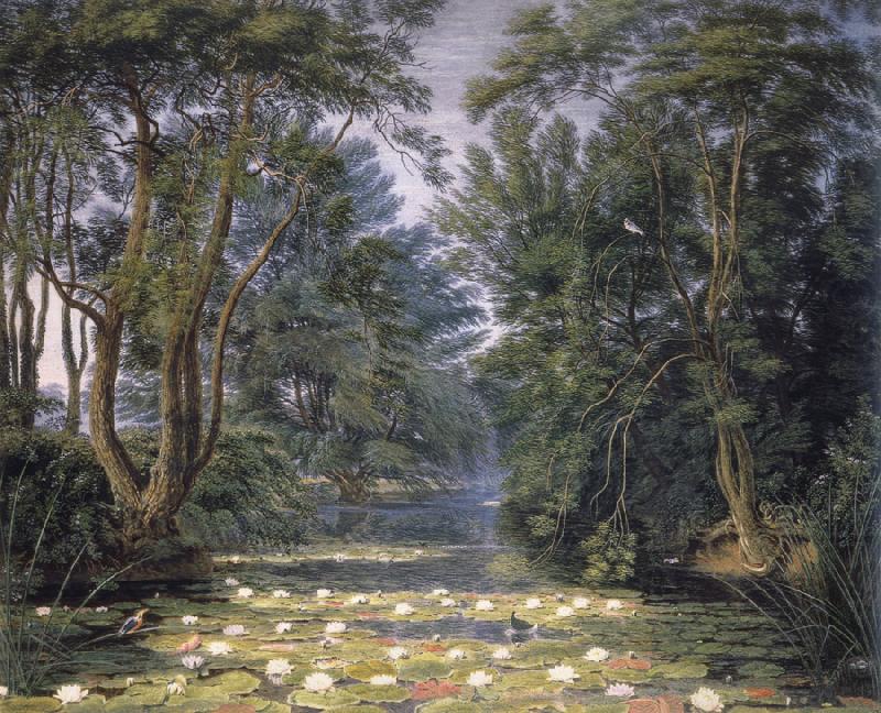 Cherwell Water Lilies,, William Turner of Oxford